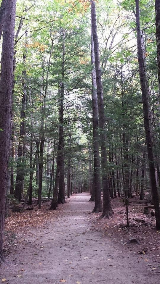 tree, forest, tranquility, tree trunk, the way forward, tranquil scene, woodland, growth, nature, beauty in nature, scenics, non-urban scene, green color, footpath, diminishing perspective, branch, day, outdoors, idyllic, no people