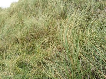 Full frame shot of grass on land