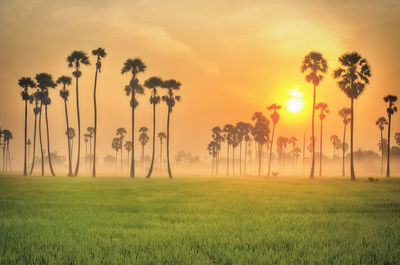 Scenic view of field against sky during sunset