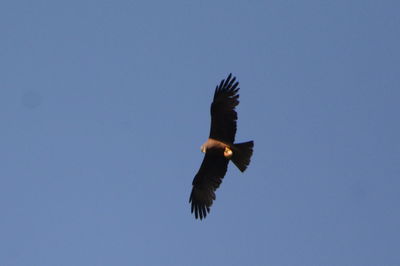 Low angle view of eagle flying against clear blue sky