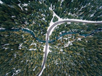 High angle view of tree by road