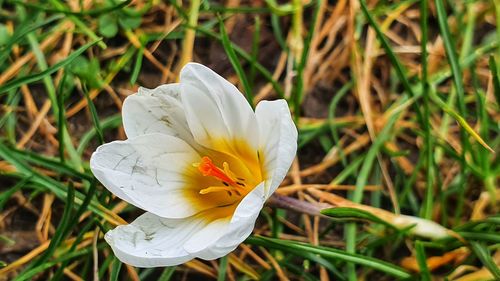 Close-up of white crocus flower on field