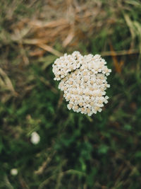 Close-up of white flowering plant on field