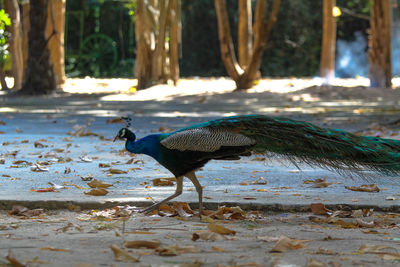 Bird walking in a field