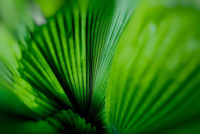 Palm tree leaf, cuba