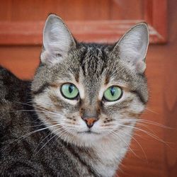 Close-up portrait of cat