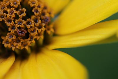 Close-up of yellow flower