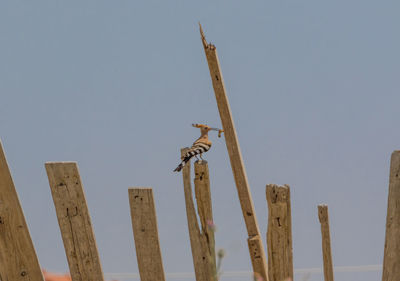 Low angle view of wooden post against sky