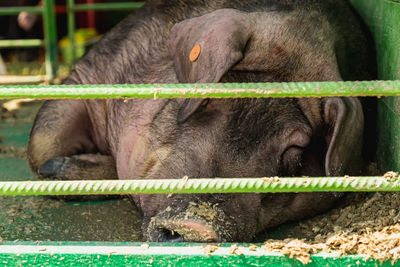 Close-up of pig relaxing in cage