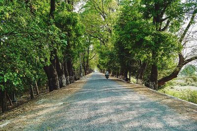 Road amidst trees in forest