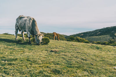 Horse grazing in land