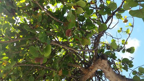 Low angle view of tree against sky