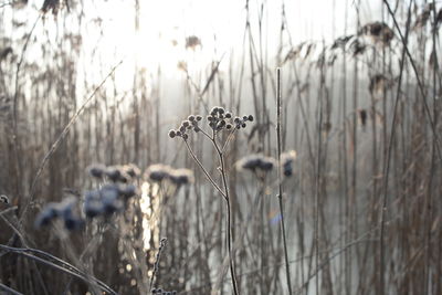 Close-up of plants