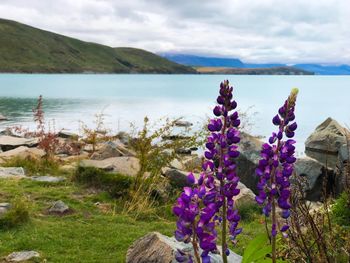 Purple flowering plants by sea against sky