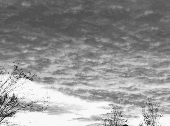 Low angle view of trees against sky