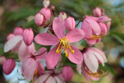 Close-up of pink flowers blooming outdoors