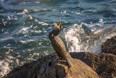 Bird perching on rock in sea