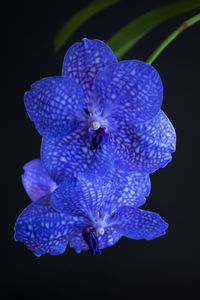 Close-up of purple flowers over black background