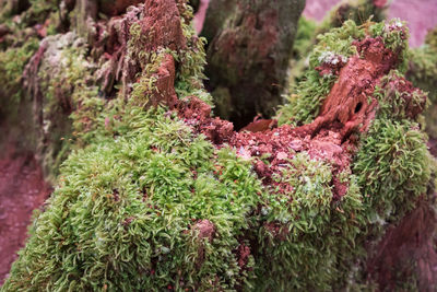 High angle view of plants growing on moss