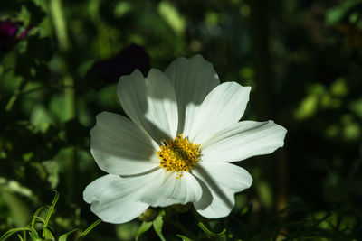 Close-up of white rose flower