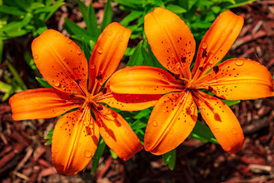 High angle view of orange flowering plant