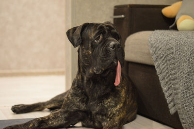 Black dog looking away while sitting at home