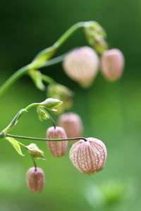 Close-up of fresh green plant