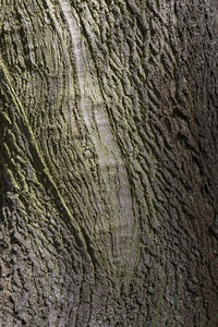 Full frame shot of tree trunk