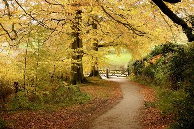 Footpath amidst trees in forest during autumn