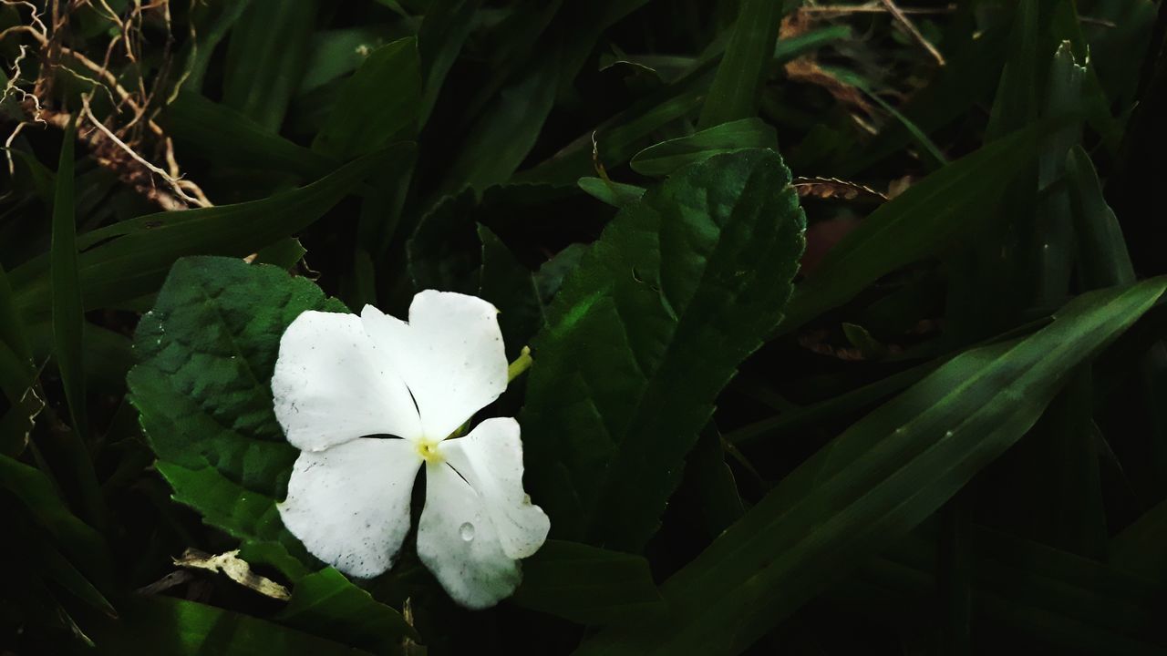 plant, beauty in nature, growth, freshness, white color, flower, petal, flowering plant, flower head, vulnerability, close-up, fragility, inflorescence, green color, nature, leaf, no people, plant part, day, focus on foreground