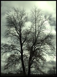 Low angle view of bare trees against sky