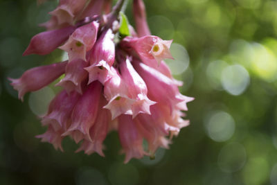 Close-up of pink flowers