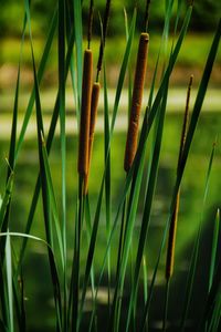 Close-up of fresh green grass