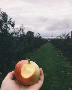 Cropped image of person holding apple at orchard