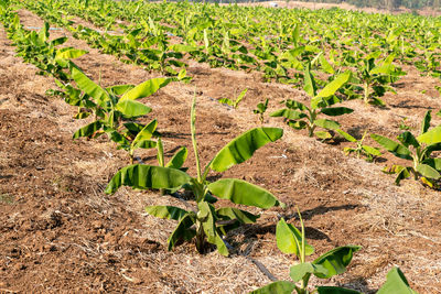 Plant growing on field