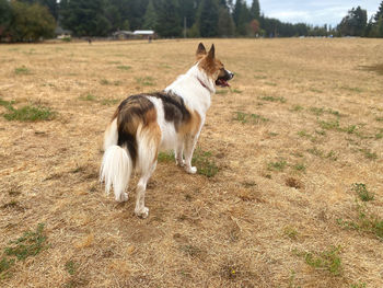 Dog standing in a field