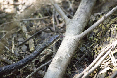 Close-up of a lizard on tree