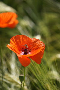 Close-up of orange flower