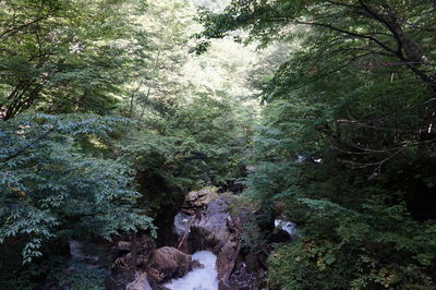 Trees and plants in forest