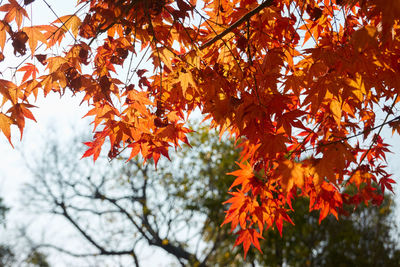 Low angle view of maple tree against sky