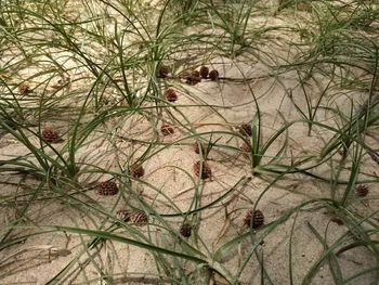 High angle view of plants on land