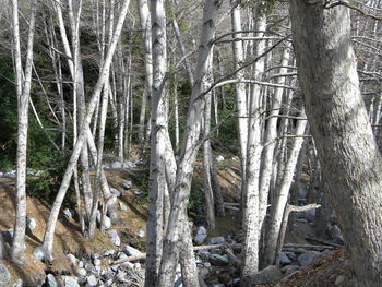 Trees in forest