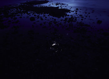 Close-up of jellyfish in water