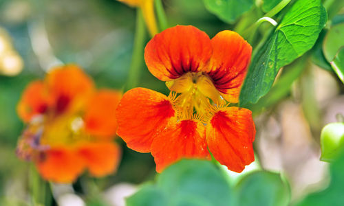 Close-up of red flowering plant