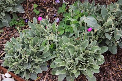 High angle view of purple flowering plants on field