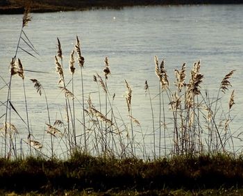 Scenic view of lake during sunset