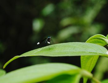 Close-up of insect on leaf