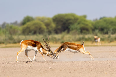 Side view of two dogs running on land