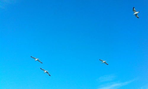 Low angle view of seagulls flying against clear blue sky