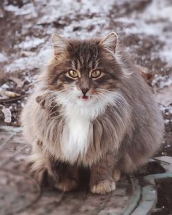 Portrait of cat sitting on manhole lid